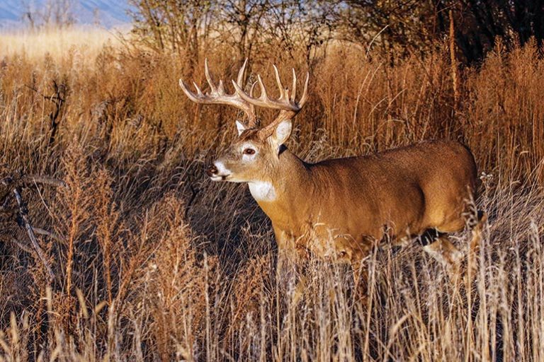 Deer Hunting Scent products and tips